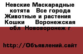 Невские Маскарадные котята - Все города Животные и растения » Кошки   . Воронежская обл.,Нововоронеж г.